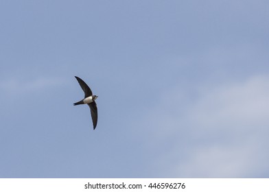 Alpine Swift