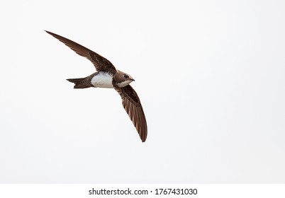 Alpine Swift (Apus melba) in flight in Spain.