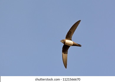 Alpine Swift (Apus Melba), Greece