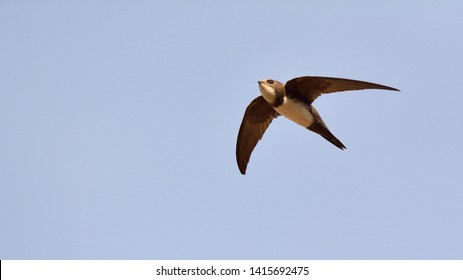 Alpine Swift (Apus Melba), Greece