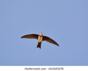 Alpine Swift (Apus Melba), Greece