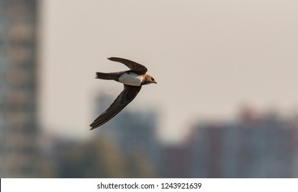 Alpine Swift Bird In Flight