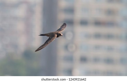 Alpine Swift Bird In Flight