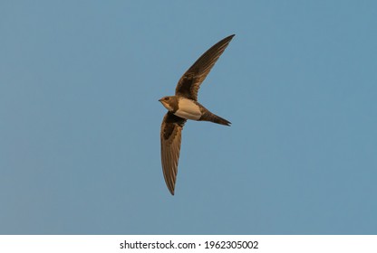 Alpine Swift flying with sunlight
