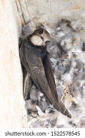 Alpine Swift In Hunt Mode