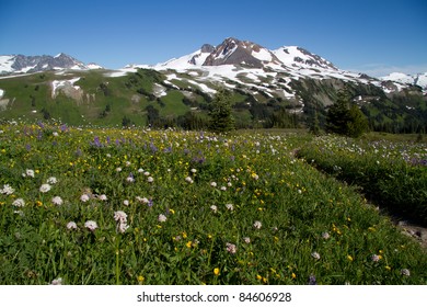 Alpine wild flowers blooming
