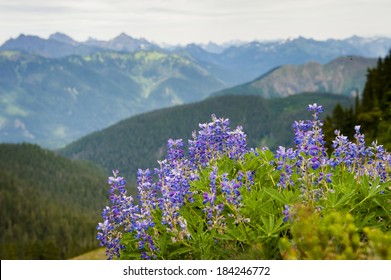 Heliotrope Ridge Wildflowers During Month August Stock Photo (Edit Now ...