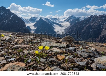Alpine yellow poppies bloom against the backdrop of high snow-capped mountains and glaciers. Harsh nature of the highlands background.