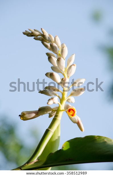 Alpinia Genus Flowering Plants Ginger Family Stock Photo (Edit Now