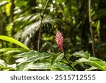 Alpinia purpurata (red ginger), Hawai‘i Tropical Botanical Garden