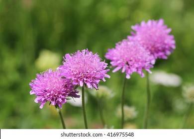 Alps Flora: Pink Mist (Scabiosa Columbaria)