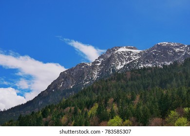 Alps mountain range with pine forest