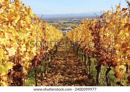 The Alsace Wine Route in Autumn near Ribeauville