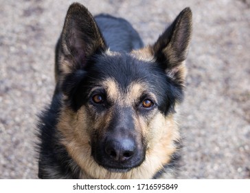 alsatian hound