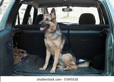 Alsatian dog in back seat of car. Pet transportation