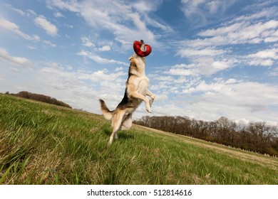 Alsatian Dog Leaping Up To Catch Frisbee