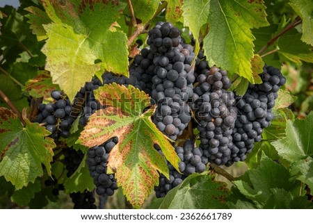 Alsatian Vineyard. detail of bunches of grapes on a vine along the wine route at sunset