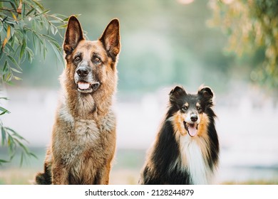 7,830 Alsatian dog Images, Stock Photos & Vectors | Shutterstock