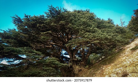 Al-Shouf Cedar Tree Reserve Lebanon