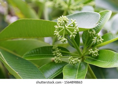 209 Pulai tree Images, Stock Photos & Vectors | Shutterstock