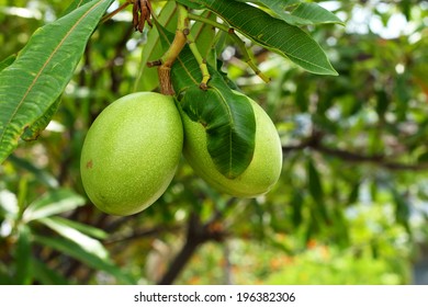 Alstonia Scholaris In Nature