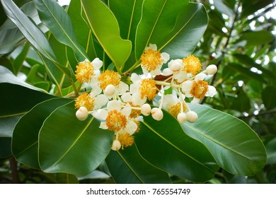 
Alstonia Scholaris In Nature