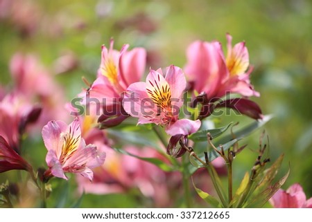 Alstroemeria
