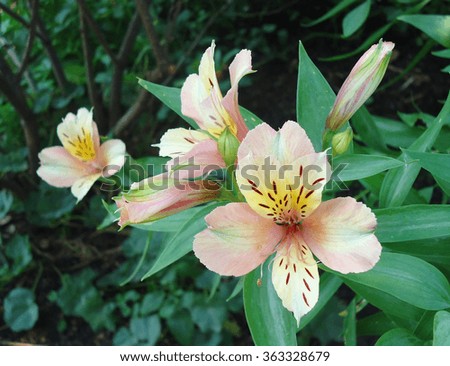  Alstroemeria                  