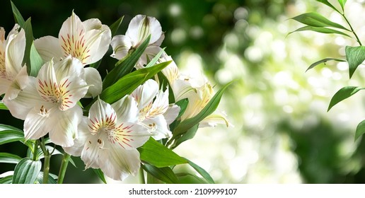 Alstroemeria branch with white flowers and leaves on a green spring blurred garden background. Horizont.  - Shutterstock ID 2109999107
