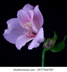  alstroemeria flower growing in a greenhouse                               - Powered by Shutterstock