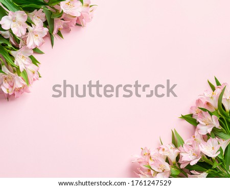 Alstroemeria flowers. Pink flowers greeting card design on pink paper background. Flowers flat layout template. Copy space. Top view. 