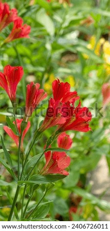 (Alstroemeria 'Inca joli') Flowering of Peruvian lilies 'Inca joli'. Funnel-shaped flowers with orange-red petals with golden throats and burgundy streaks on stems bearing lance-shaped green leaves