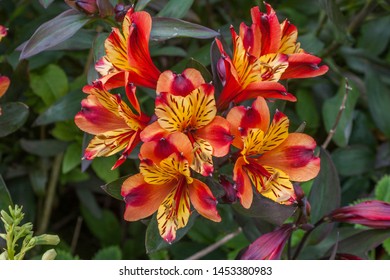 Alstroemeria Indian Summer Red Orange Peruvian Lily Flowers