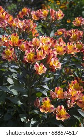 Alstroemeria Indian Summer Tesronto 