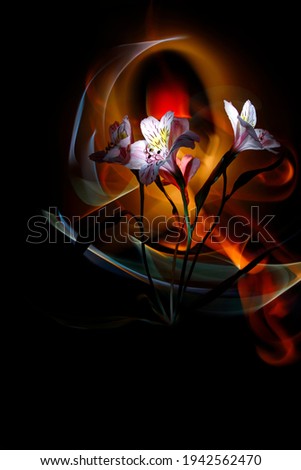 Alstromeria colored by light and improvisation by multicolored light  on a black background.