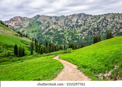 Alta, USA - July 26, 2019: Albion Basin, Utah 2019 famous meadows trail in ...