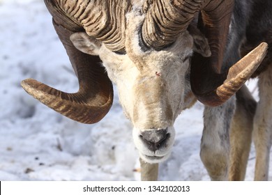 Altai Argali Close-up Portrait (Ovis Ammon Ammon)