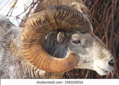 Altai Argali Close-up Portrait (Ovis Ammon Ammon)