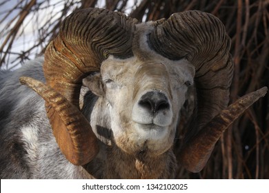 Altai Argali Close-up Portrait (Ovis Ammon Ammon)