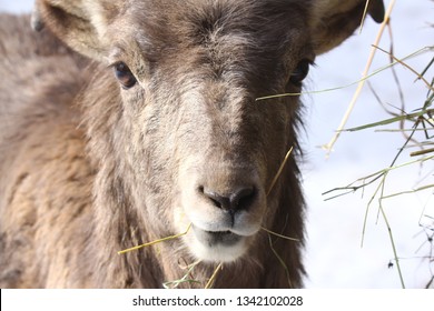 Altai Argali Close-up Portrait (Ovis Ammon Ammon)