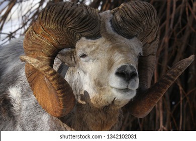 Altai Argali Close-up Portrait (Ovis Ammon Ammon)