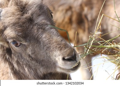 Altai Argali Close-up Portrait (Ovis Ammon Ammon)