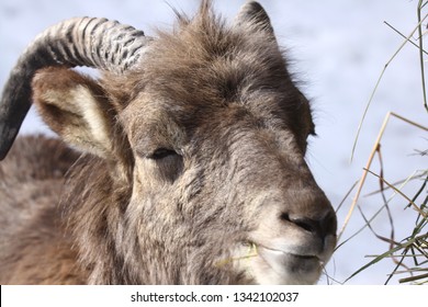 Altai Argali Close-up Portrait (Ovis Ammon Ammon)