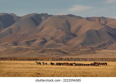 Altai Horses In The Steppe, Altai Russia