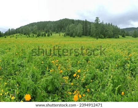Altai mountain meadows are famous for their lush vegetation and abundance of honey plants. In foreground are blooming Siberian globeflower (Trollius asiaticus altaicus) at upper border of forest belt
