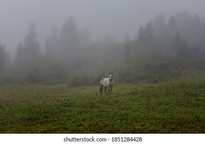 Altai mountains. White horse in the fog. - Powered by Shutterstock