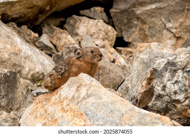 Altai pika, or alpine pika. Mammal of the genus pika of the detachment of Lagomorphs. Altai mountains, Russia