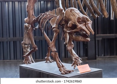 Altai Republic, Russia - May 22, 2020 - Paleopark - Museum of Natural History. skeleton of a newborn mammoth. Russia, Yakutia
