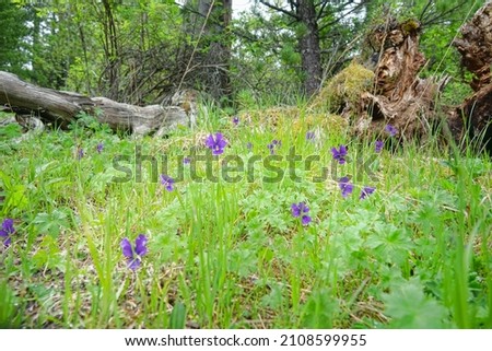 Altai Violets (Viola altaica) in the forest meadows of Altai mountains. Variable coloring of flowers