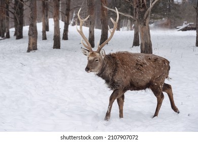 Altai Wapiti (maral) In Snowy Winter Forest In The Nature Reserve